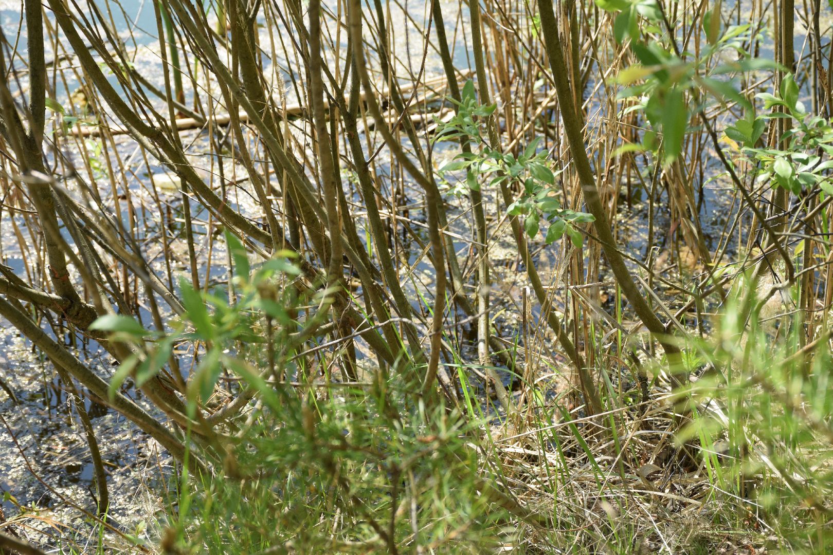 Павловский Посад, городской округ Павловский Посад, лягушки, явление, лес, водоём, лесник