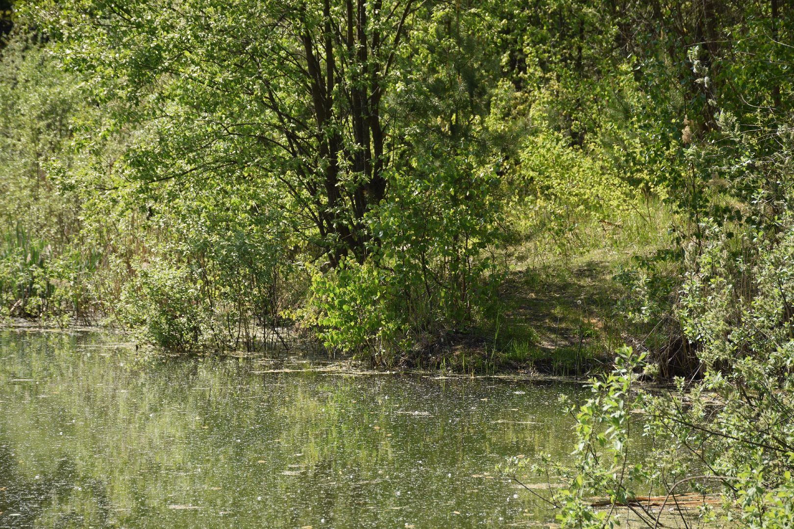 Павловский Посад, городской округ Павловский Посад, лягушки, явление, лес, водоём, лесник