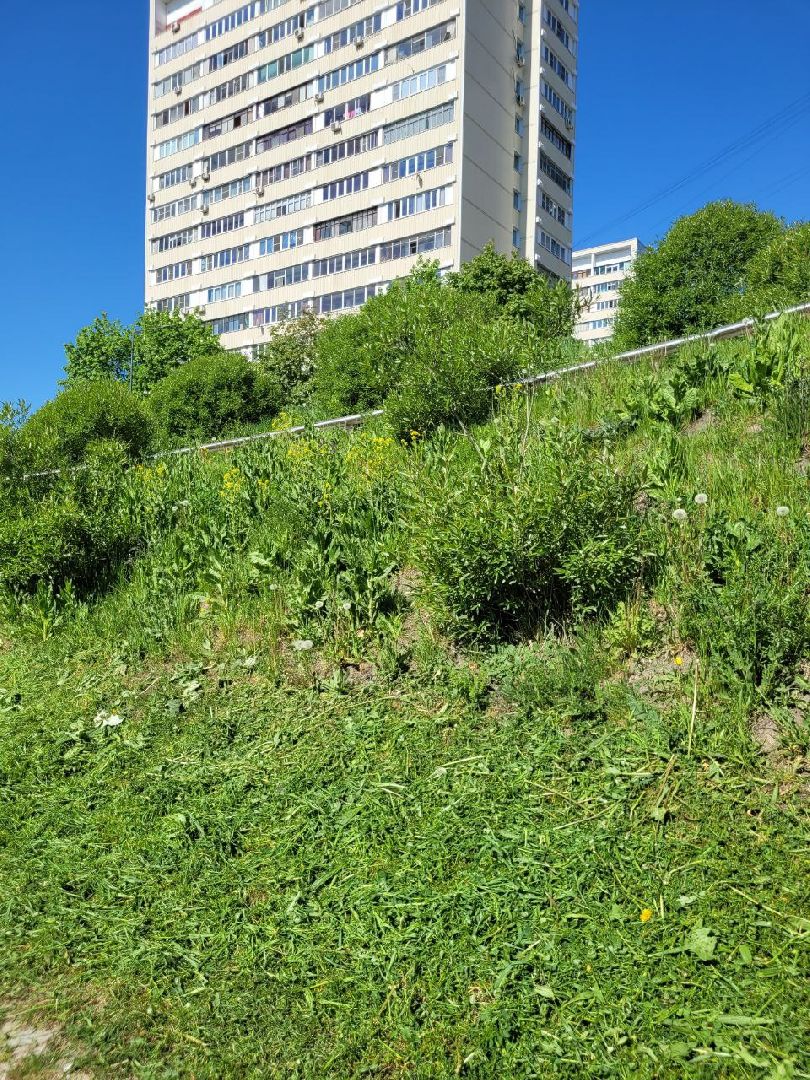 лето, ленинский округ, сезонные работы, покос