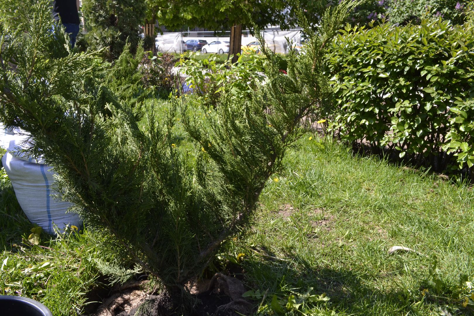 Балашиха, Подмосковье, благоустройство, Лес Победы, депутаты, Бульвар цветов