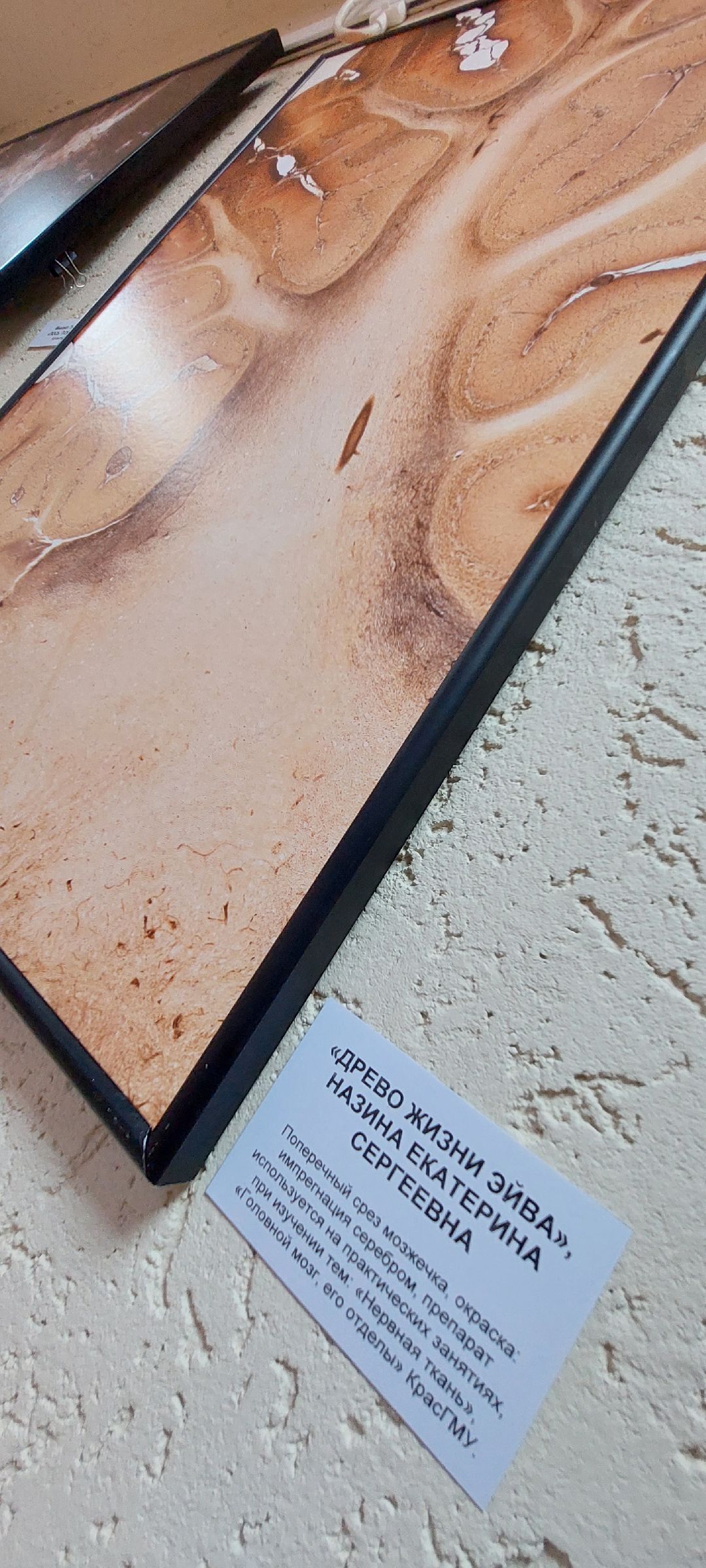 Пущино, культура, фотовыставка