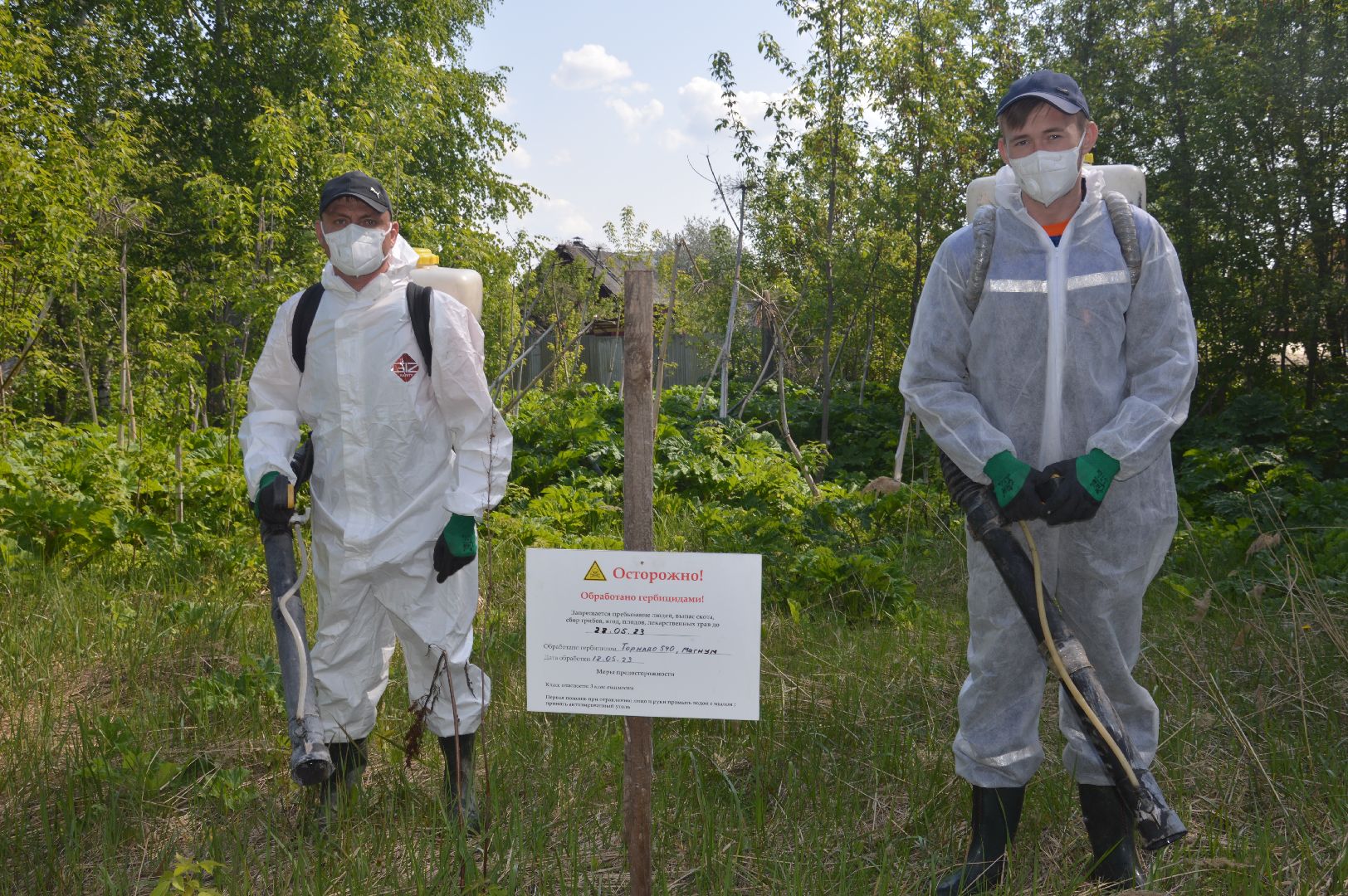 борщевик, Шатура, борьба с борщевиком