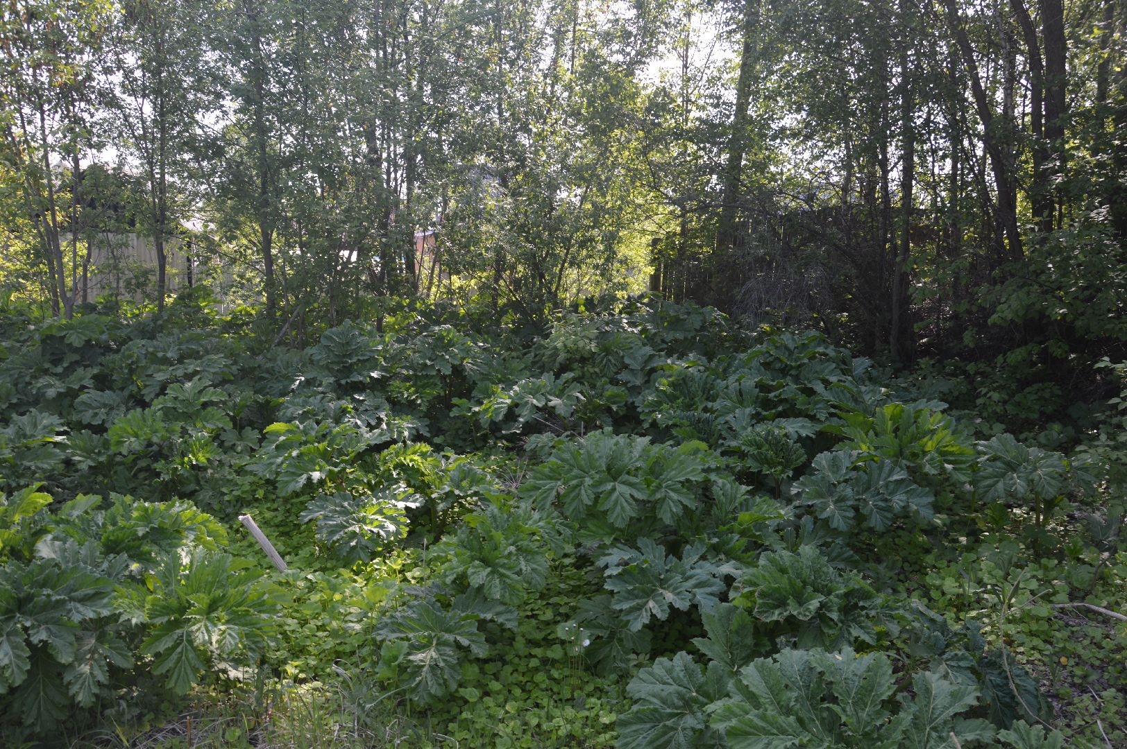 борщевик, Шатура, борьба с борщевиком