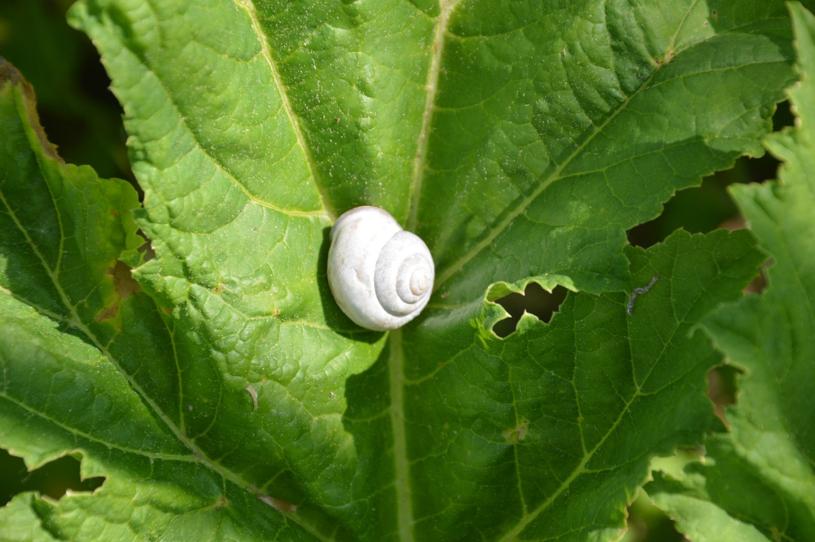 борщевик, Шатура, борьба с борщевиком