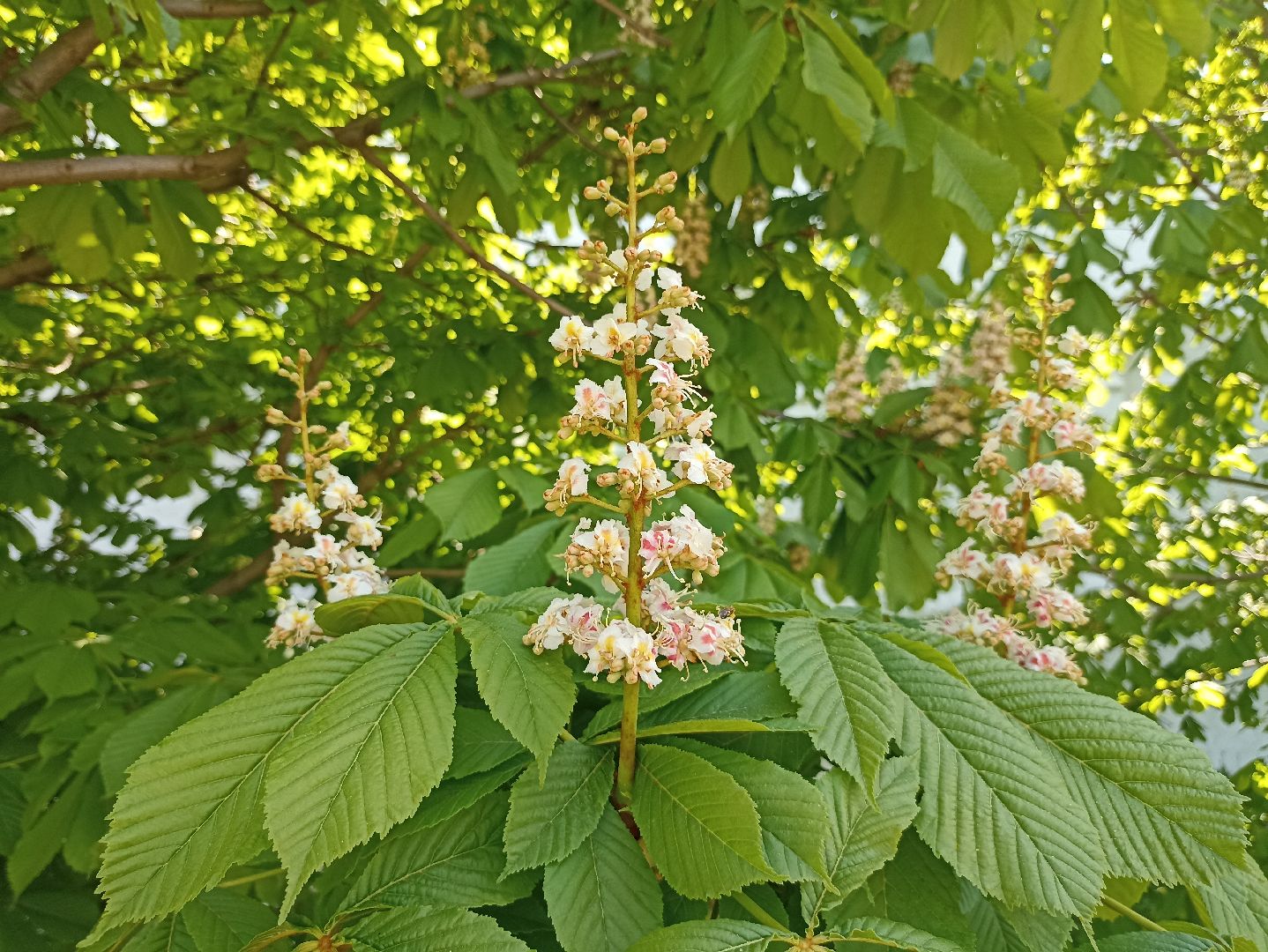 Серпухов, Подмосковье, Радонежский, монастырь, природа, туризм