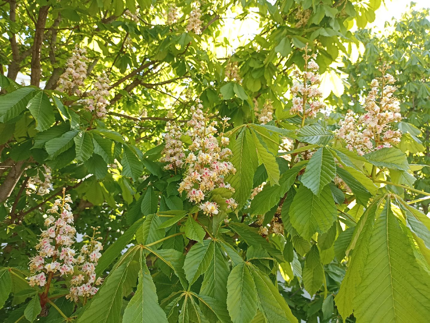 Серпухов, Подмосковье, Радонежский, монастырь, природа, туризм