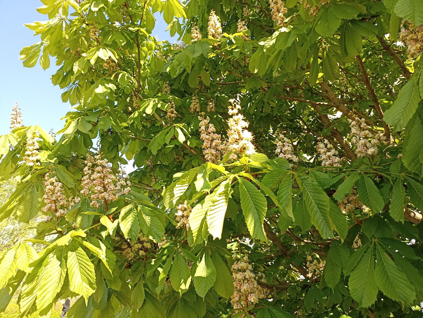 Серпухов, Подмосковье, Радонежский, монастырь, природа, туризм