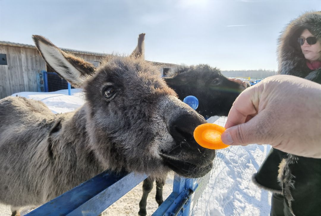 Контактный зоопарк, Горки