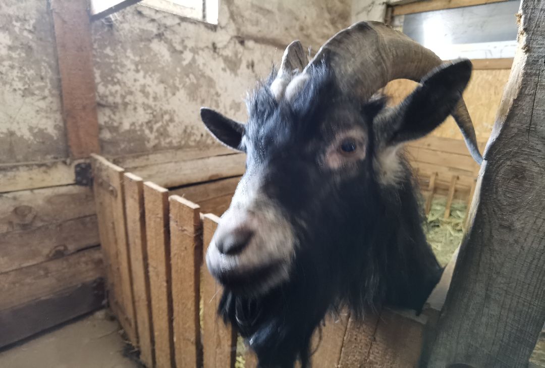 Контактный зоопарк, Горки