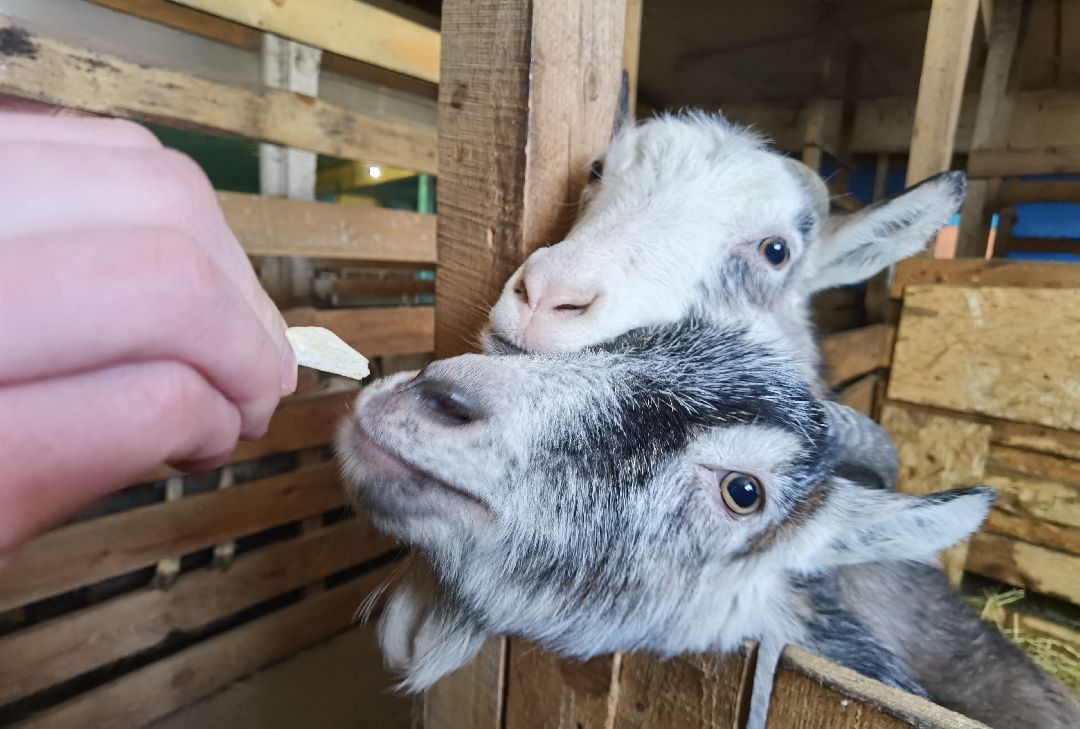 Контактный зоопарк, Горки