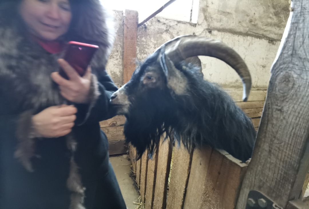 Контактный зоопарк, Горки