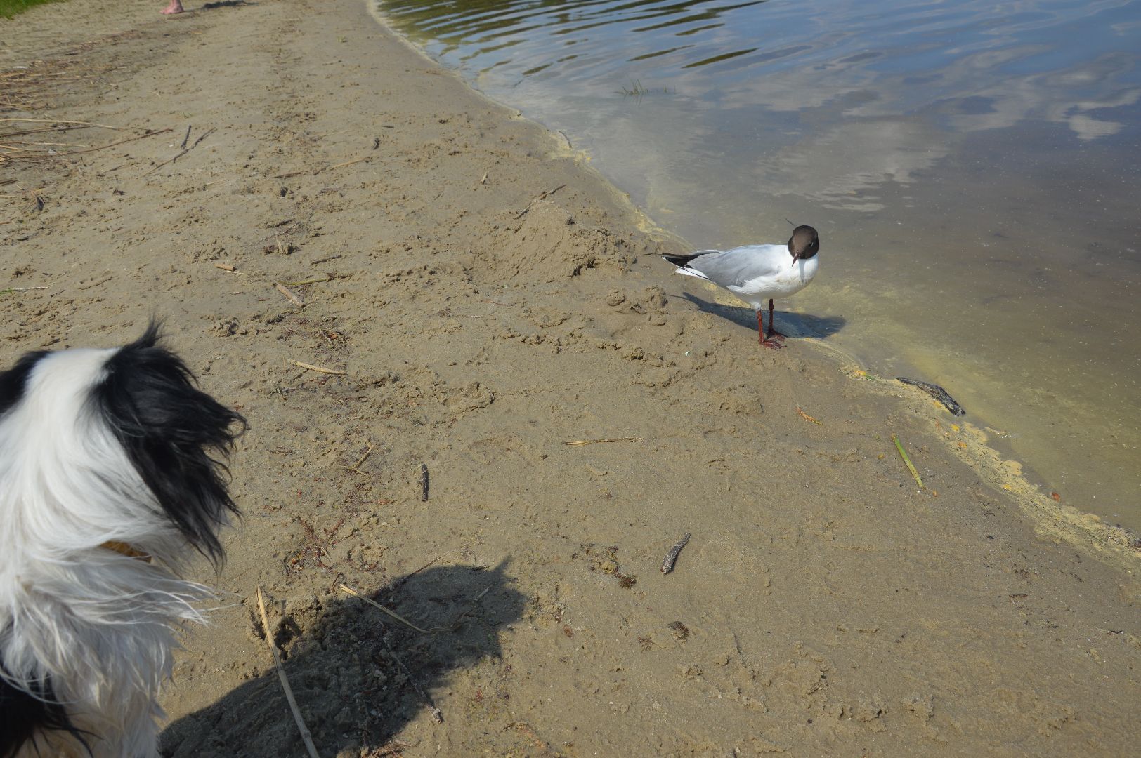 пляж, Шатура, открытие сезона.