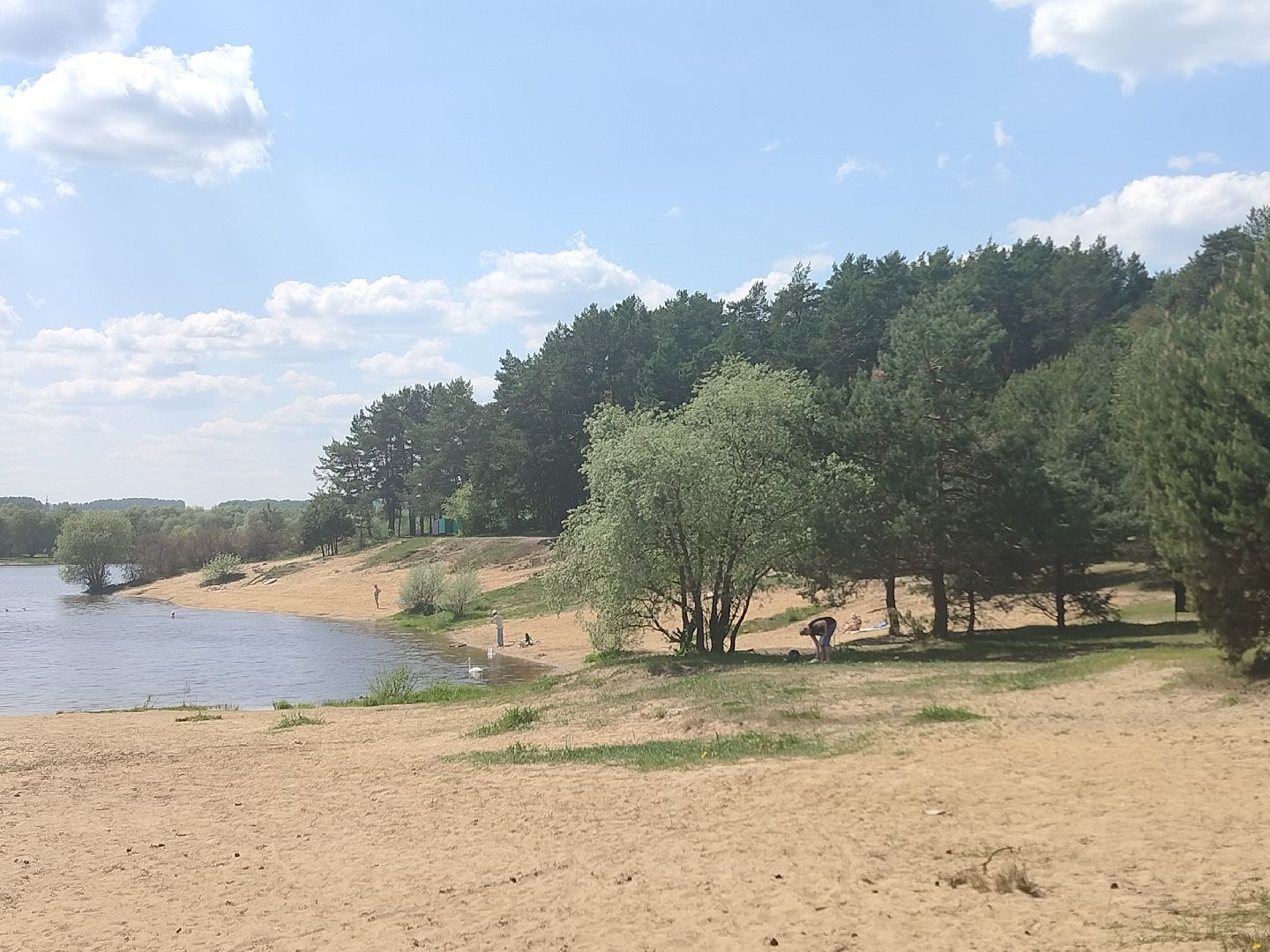 лебеди, карьер, Протвино, водоем, природа