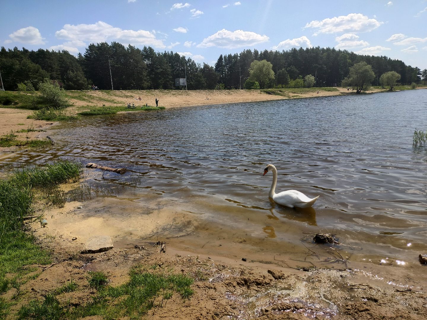 лебеди, карьер, Протвино, водоем, природа