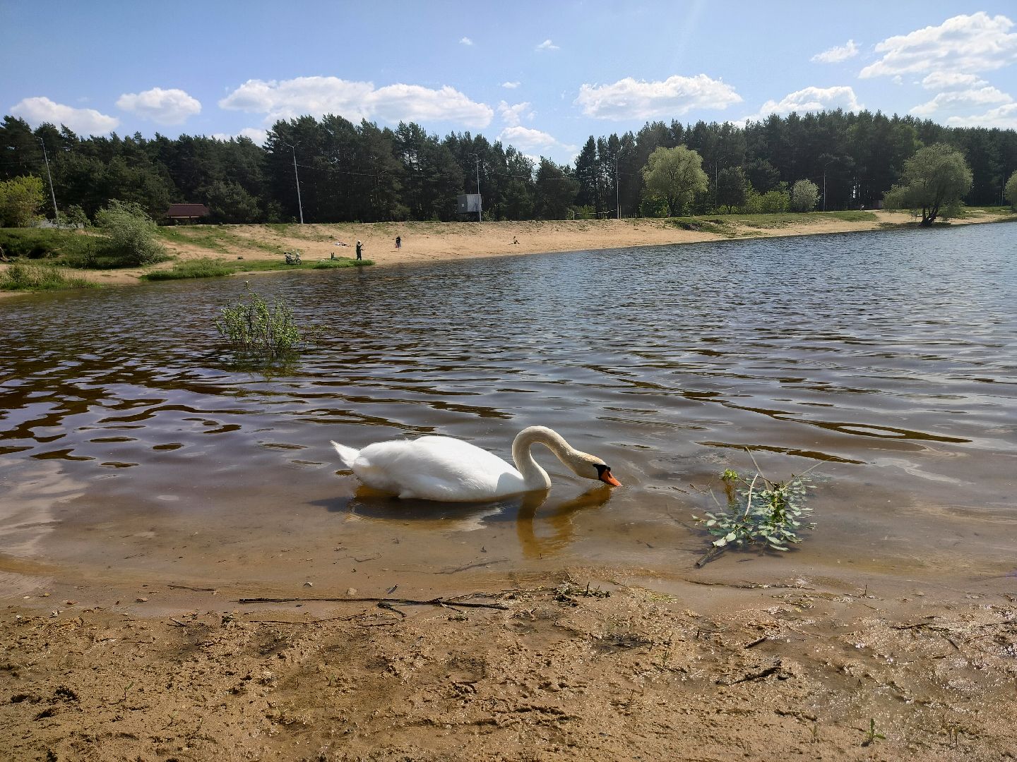 лебеди, карьер, Протвино, водоем, природа