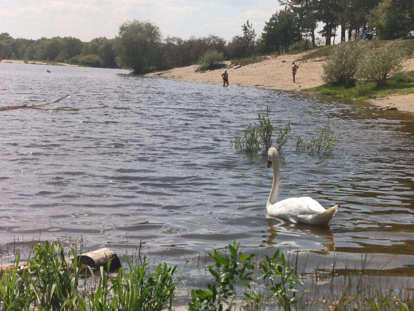 лебеди, карьер, Протвино, водоем, природа