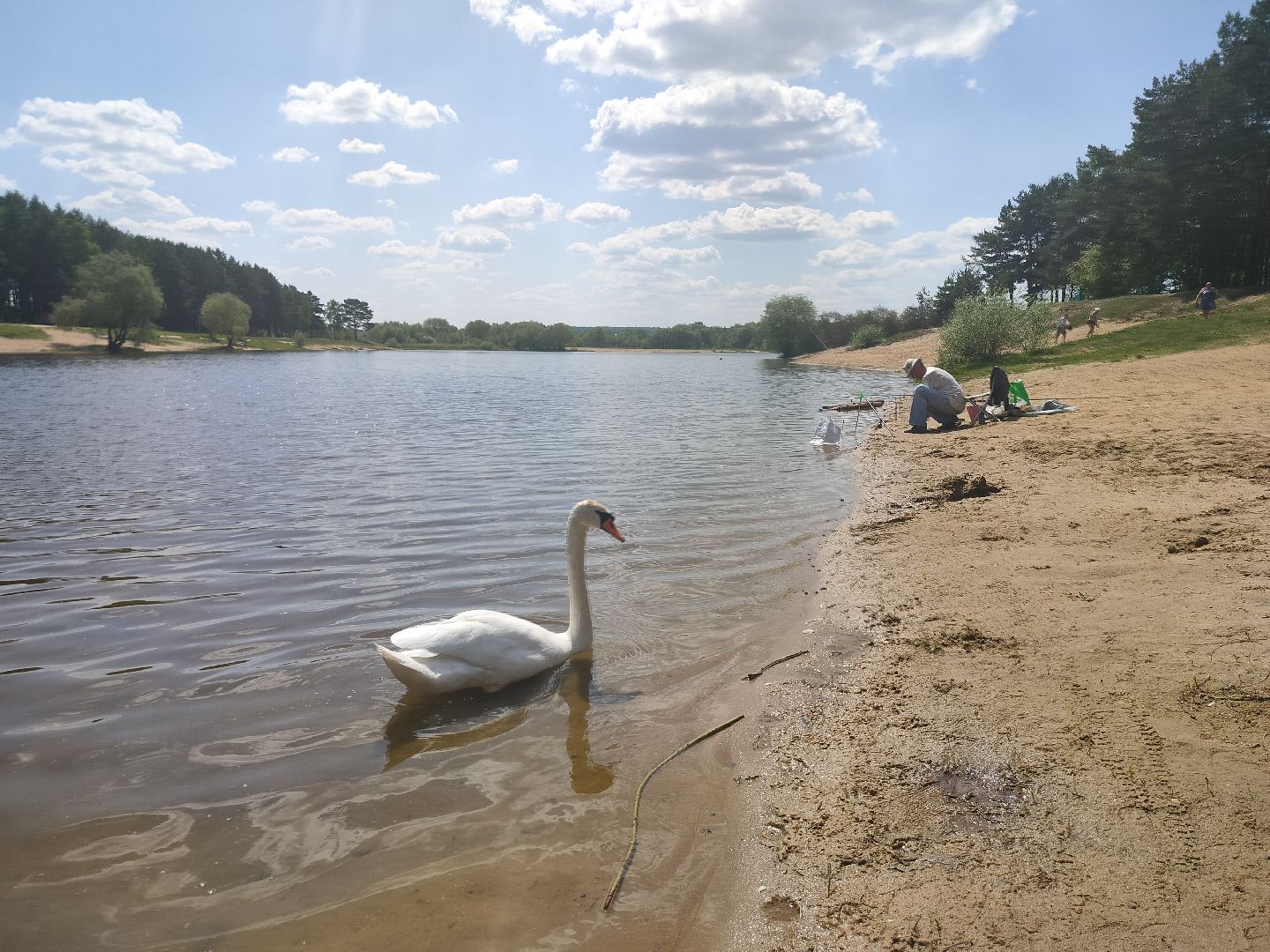 лебеди, карьер, Протвино, водоем, природа