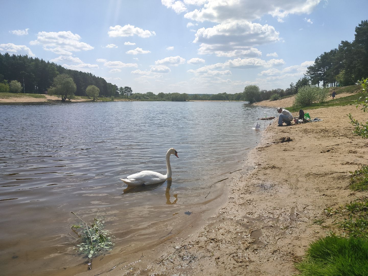 лебеди, карьер, Протвино, водоем, природа