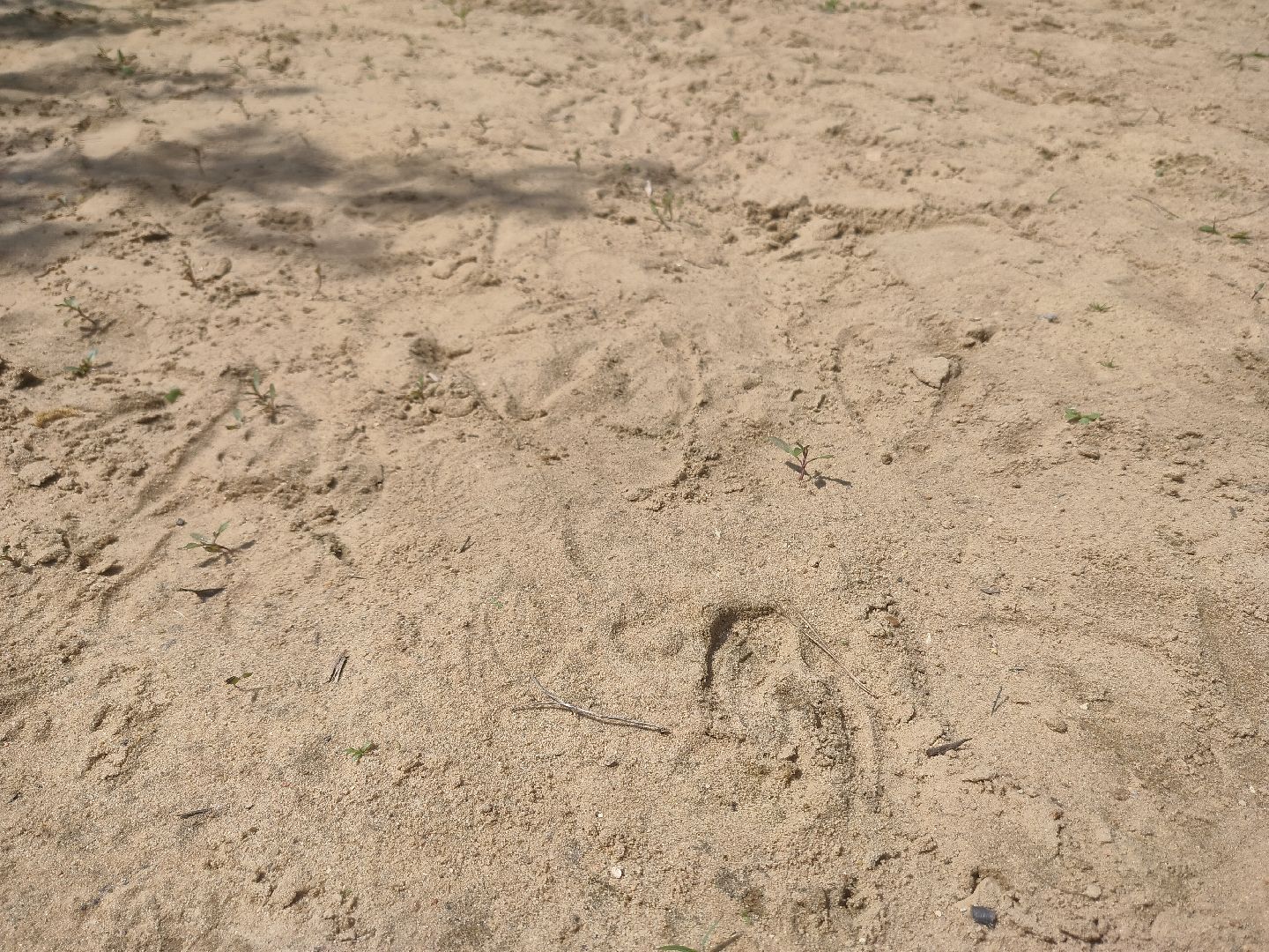 лебеди, карьер, Протвино, водоем, природа