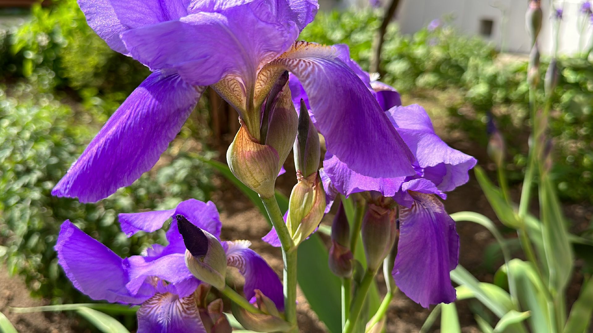 Одинцово, Экология, Благоустройство, Цветы