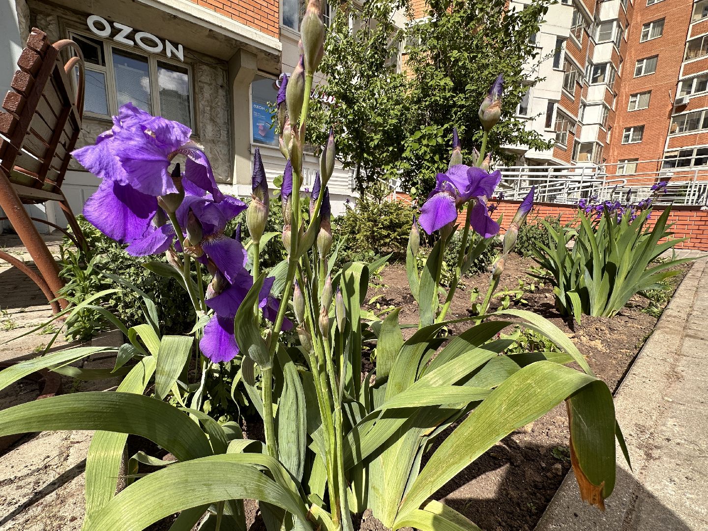 Одинцово, Экология, Благоустройство, Цветы