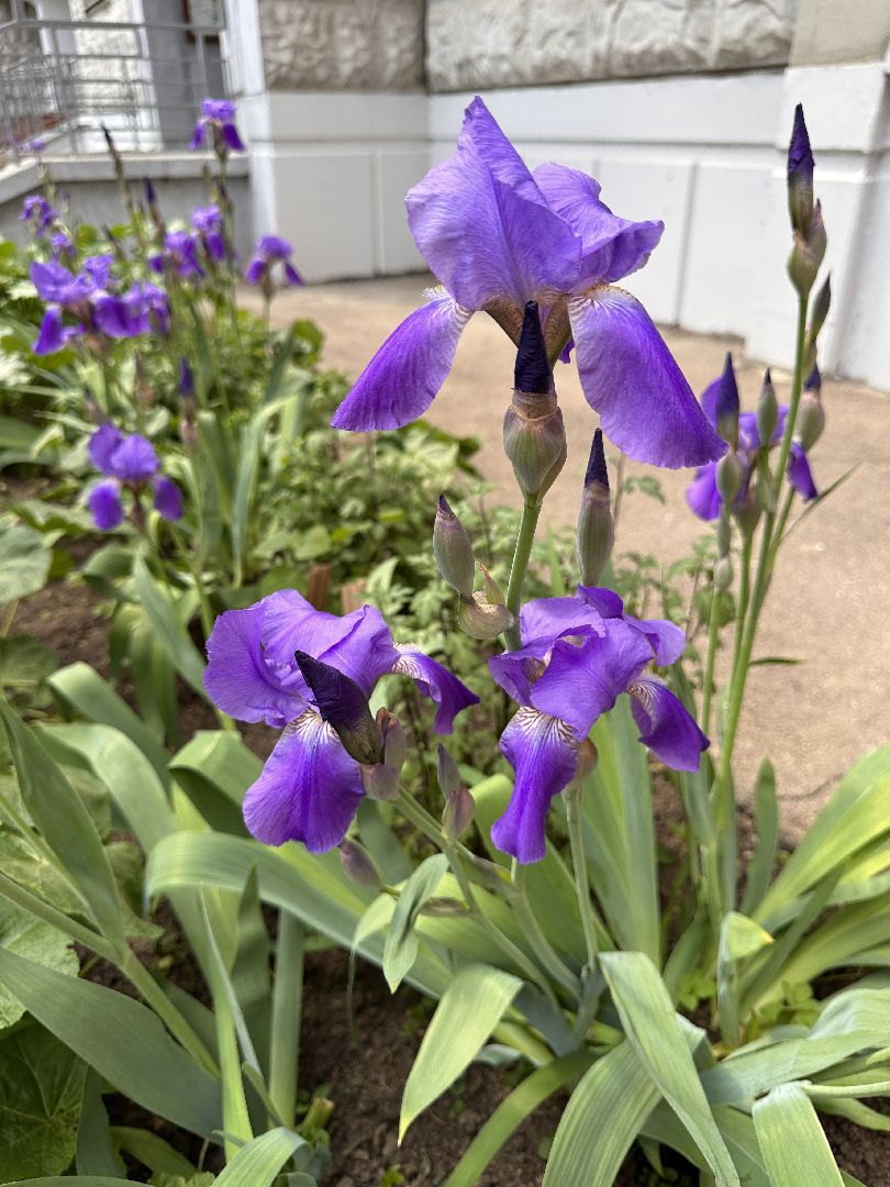 Одинцово, Экология, Благоустройство, Цветы