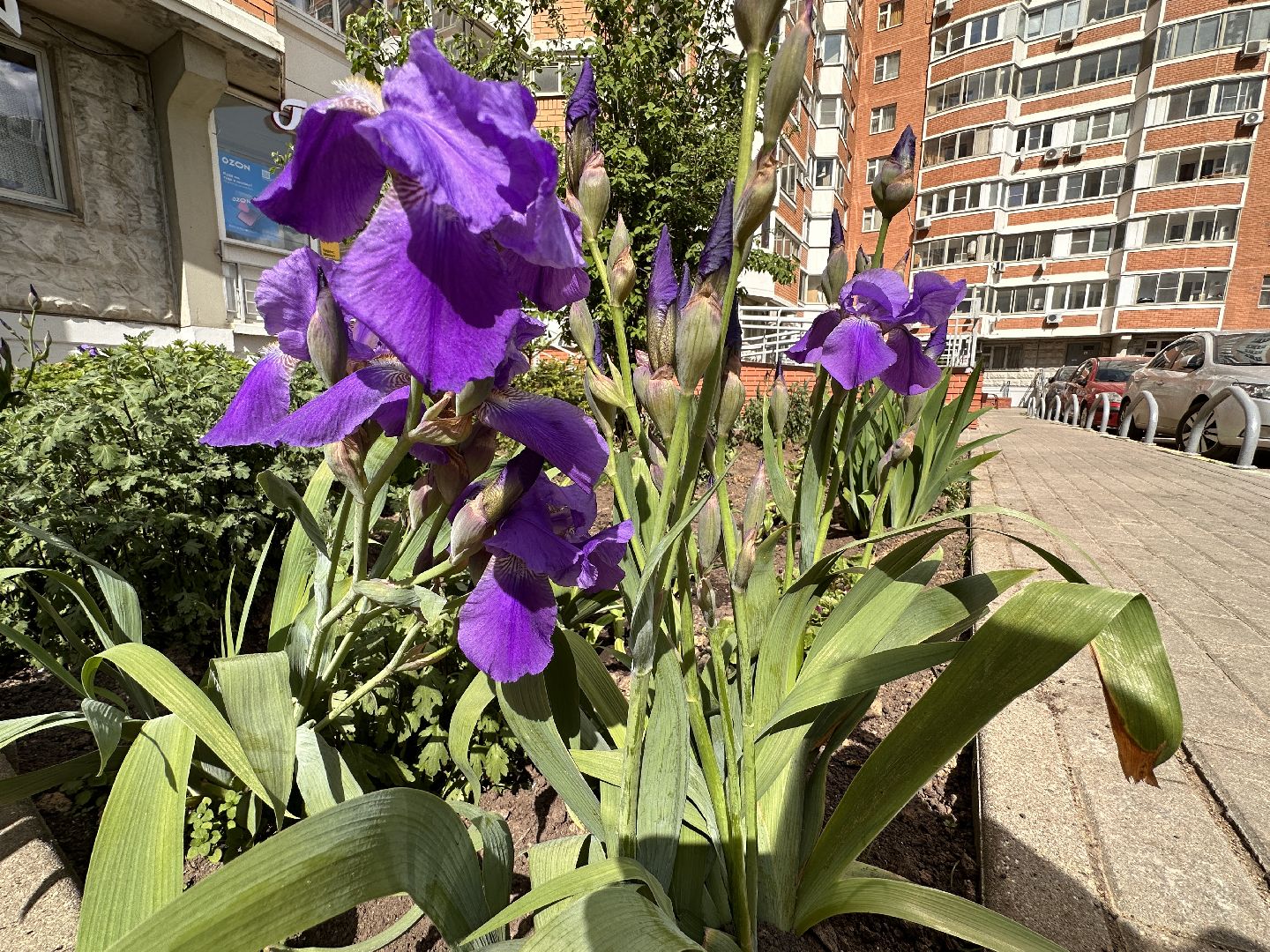 Одинцово, Экология, Благоустройство, Цветы