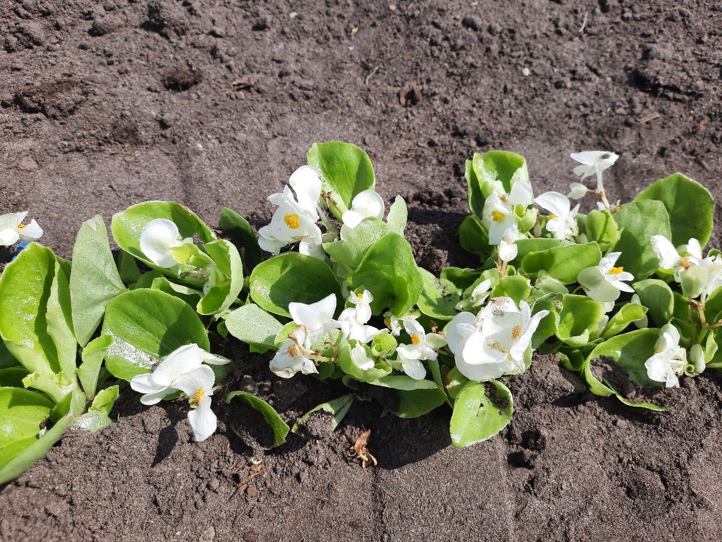 Шатура, первые цветы, высадка цветов в клумбы.