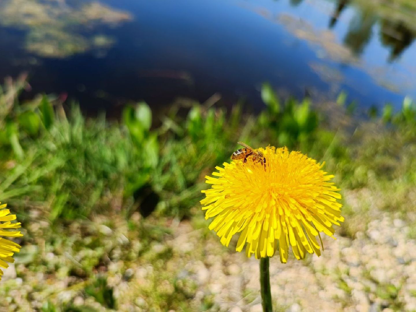 Можайск, Можайский городской округ, Подмосковье, губернаторская программа, 100 прудов и озёр, Добродел