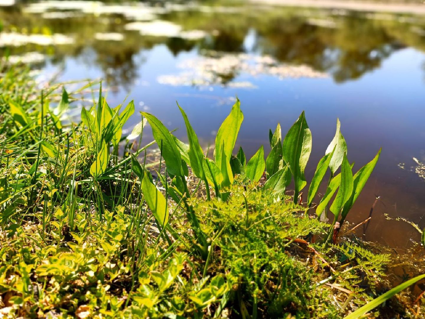 Можайск, Можайский городской округ, Подмосковье, губернаторская программа, 100 прудов и озёр, Добродел