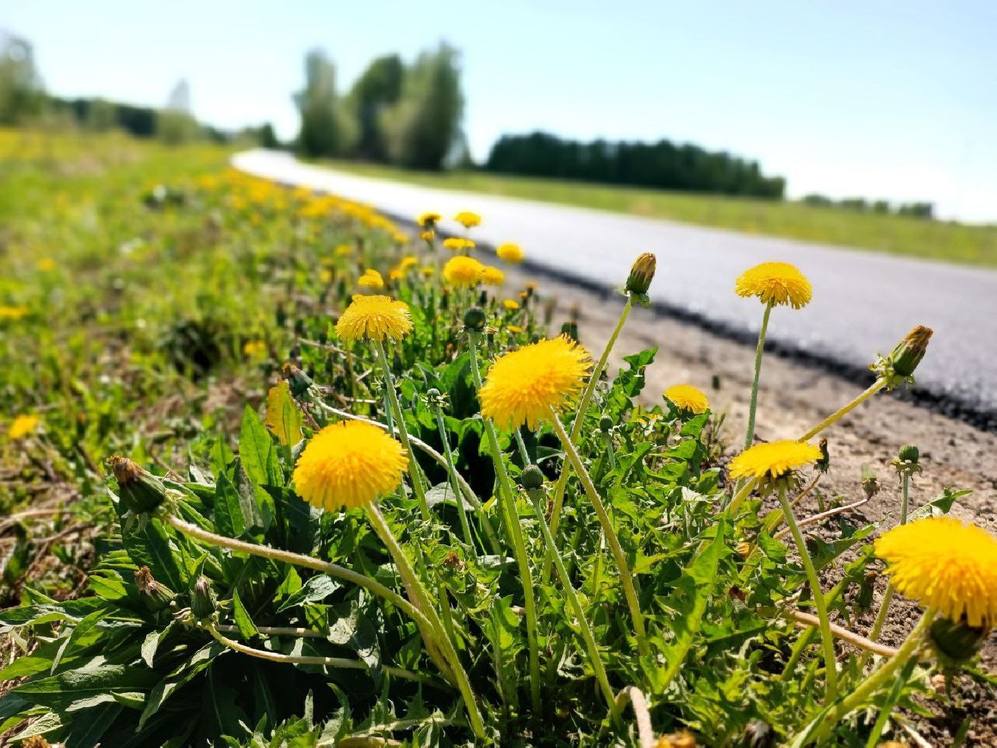 Можайск, Можайский городской округ, Подмосковье, ремонт дорог, Добродел, деревня, региональные дороги, муниципальные дороги, жители