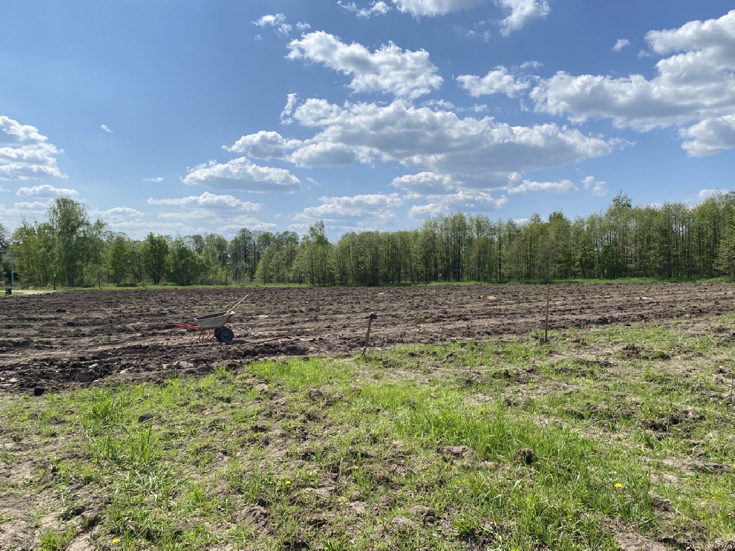 Чехов, КФХ, ферма, эксперимент, ежевика