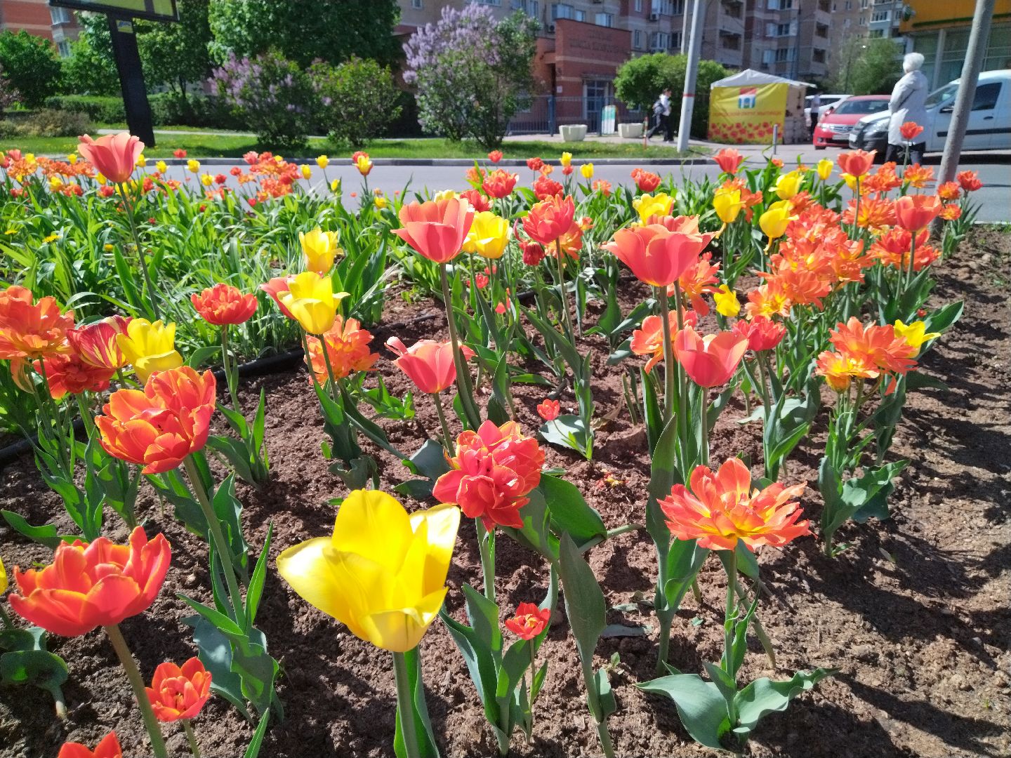 Благоустройство, Мытищи, цветы