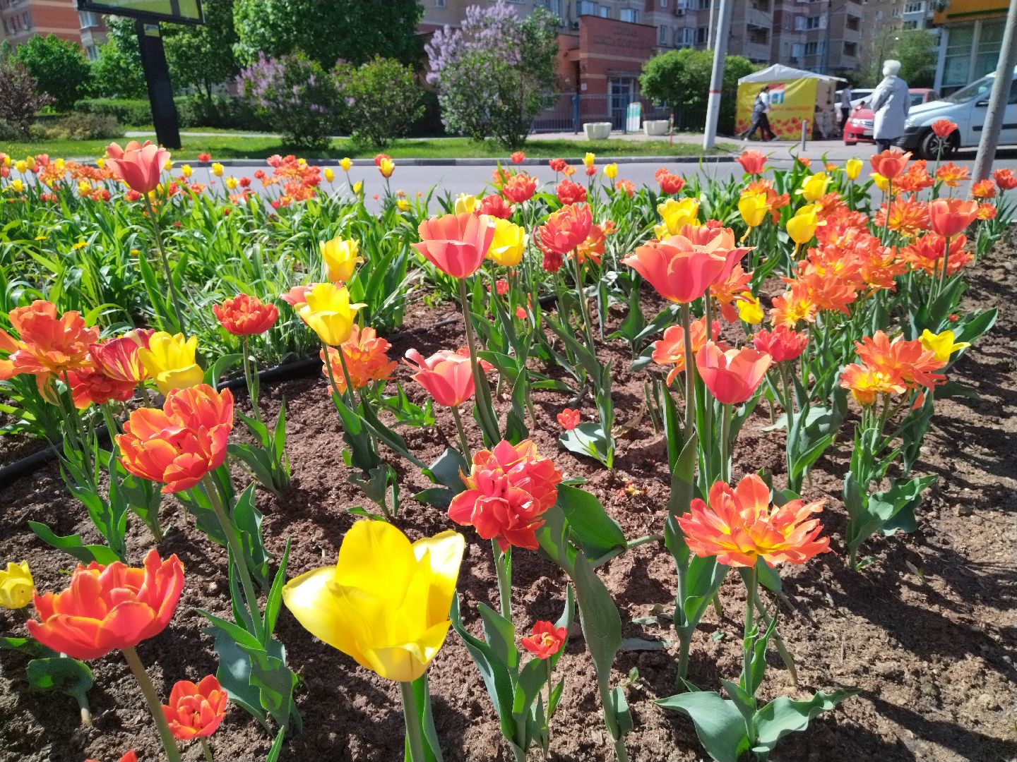 Благоустройство, Мытищи, цветы