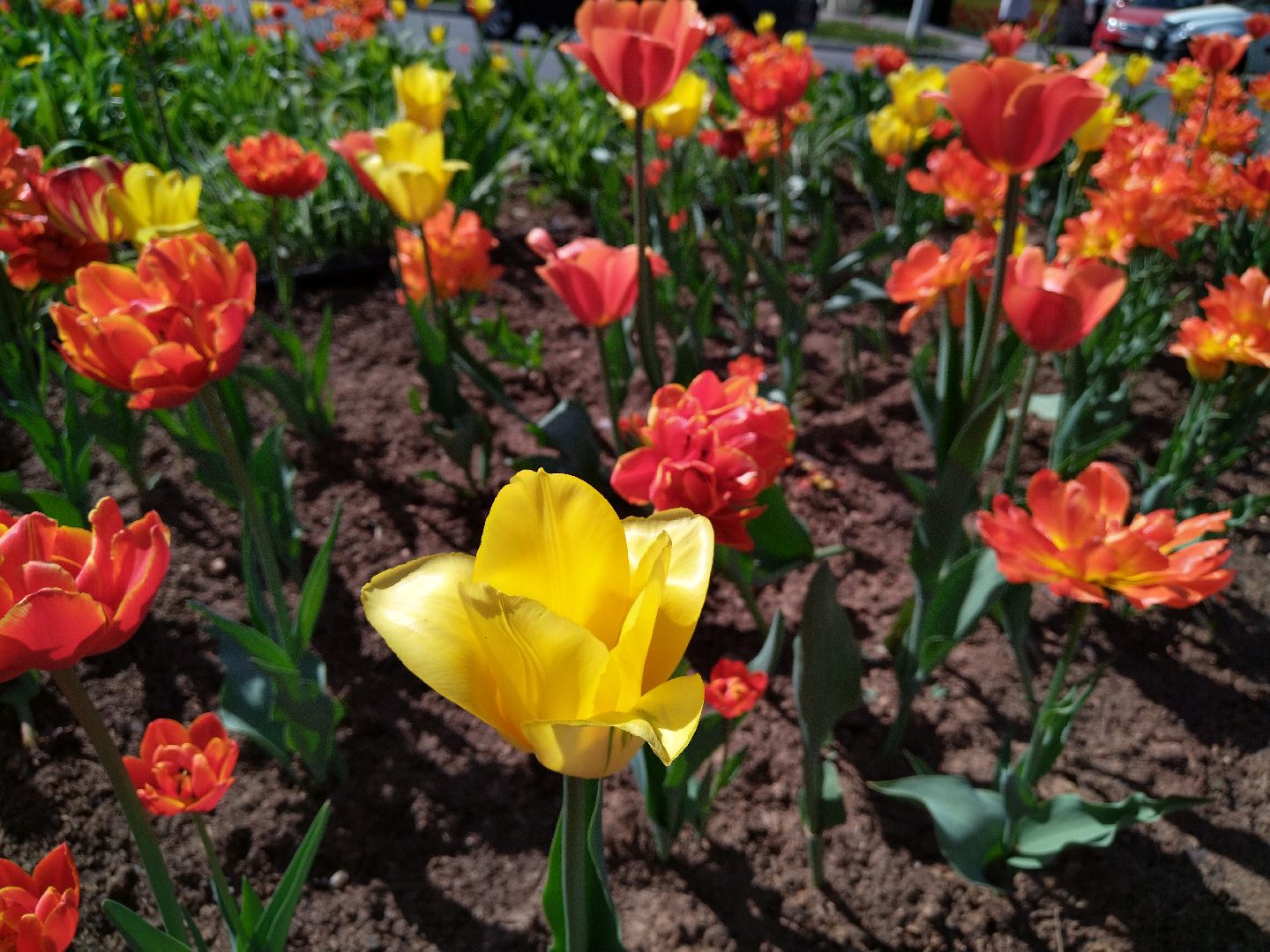 Благоустройство, Мытищи, цветы