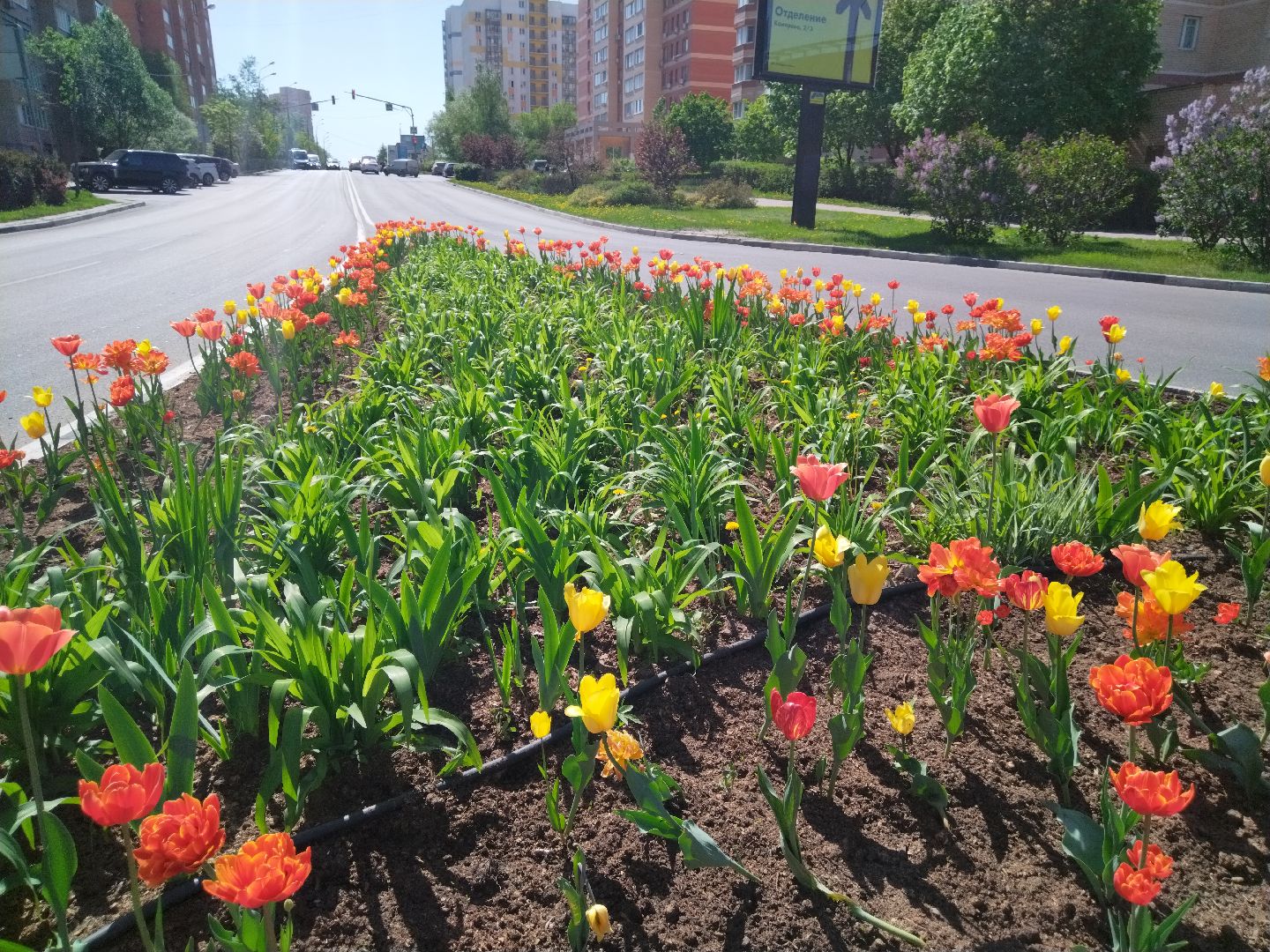 Благоустройство, Мытищи, цветы