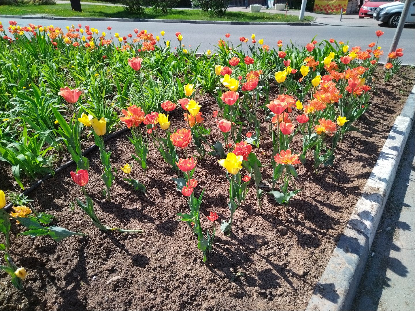 Благоустройство, Мытищи, цветы