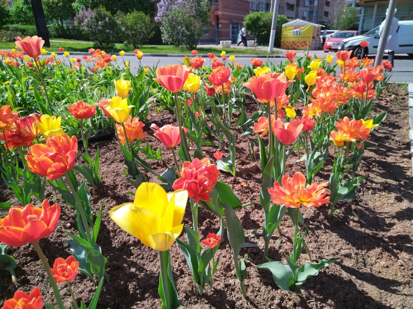 Благоустройство, Мытищи, цветы