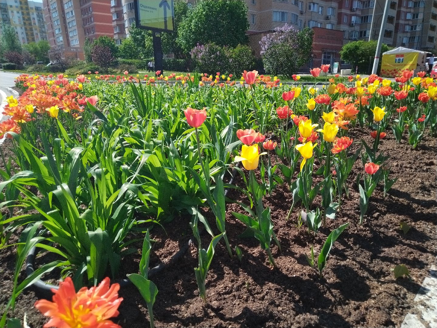 Благоустройство, Мытищи, цветы