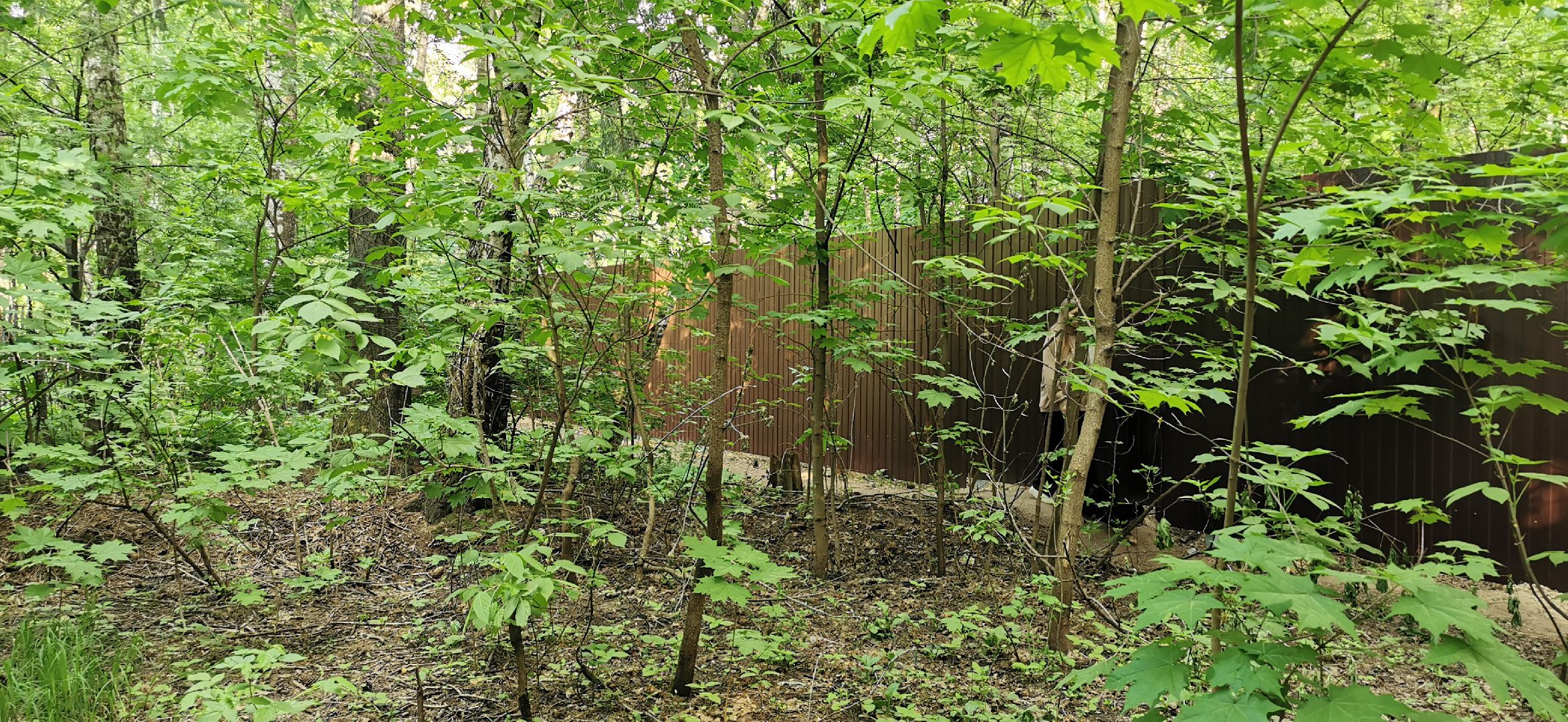 экология, строительство, общество, лес,