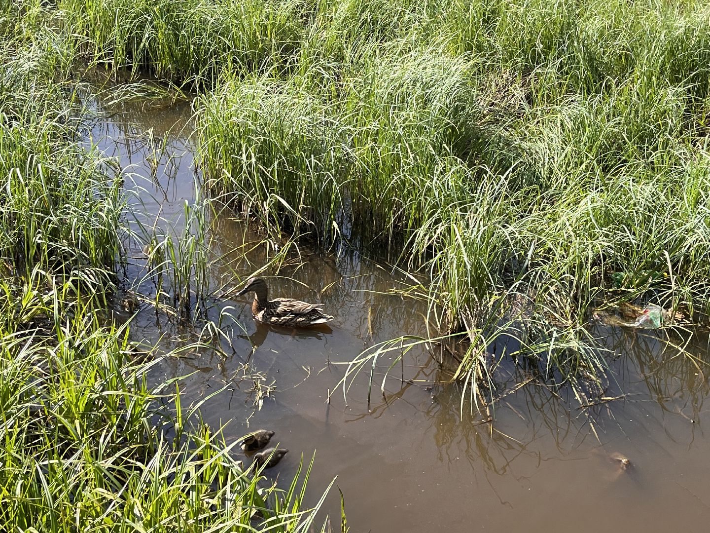 Шаховская, утята, речка