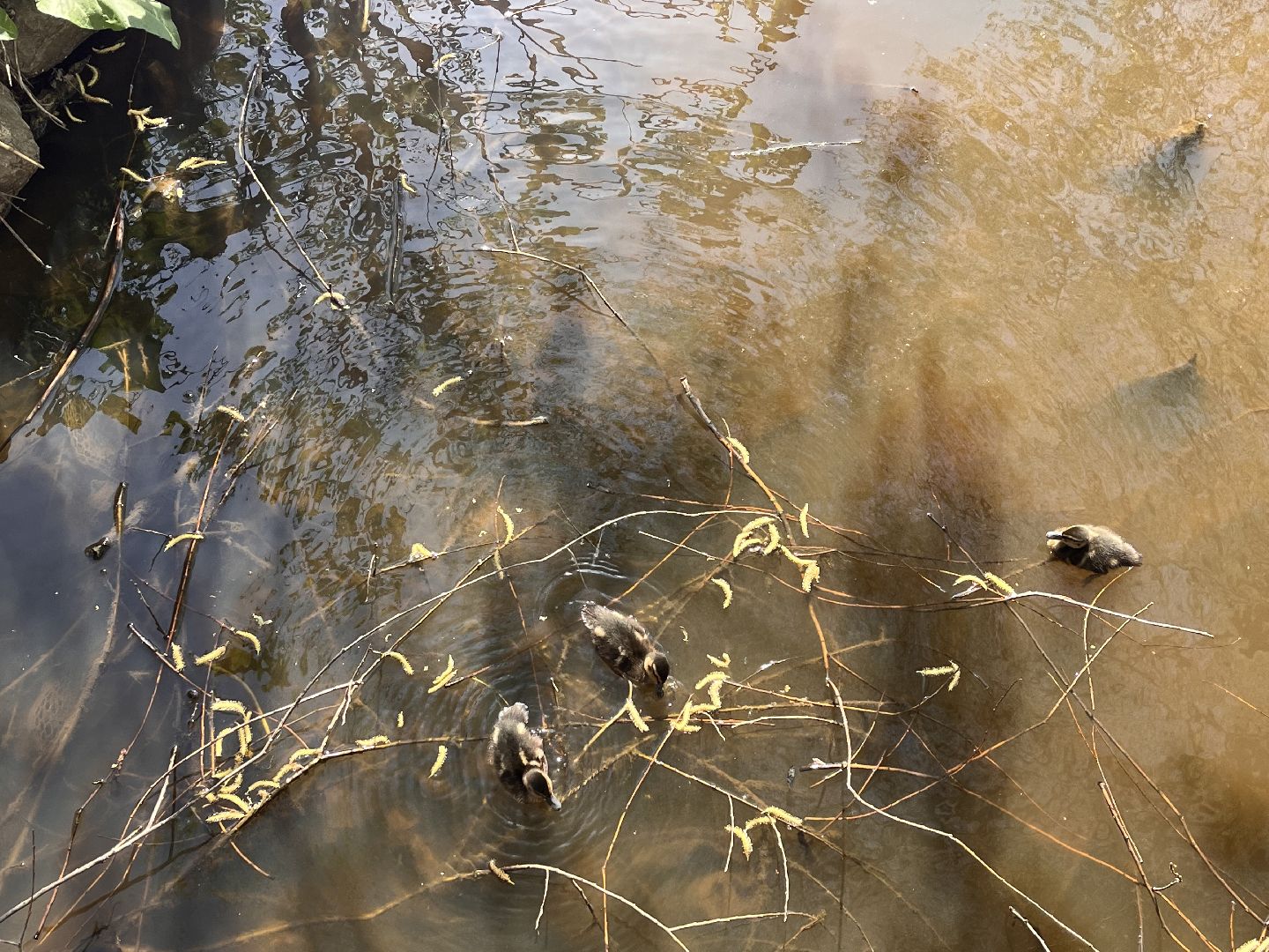 Шаховская, утята, речка