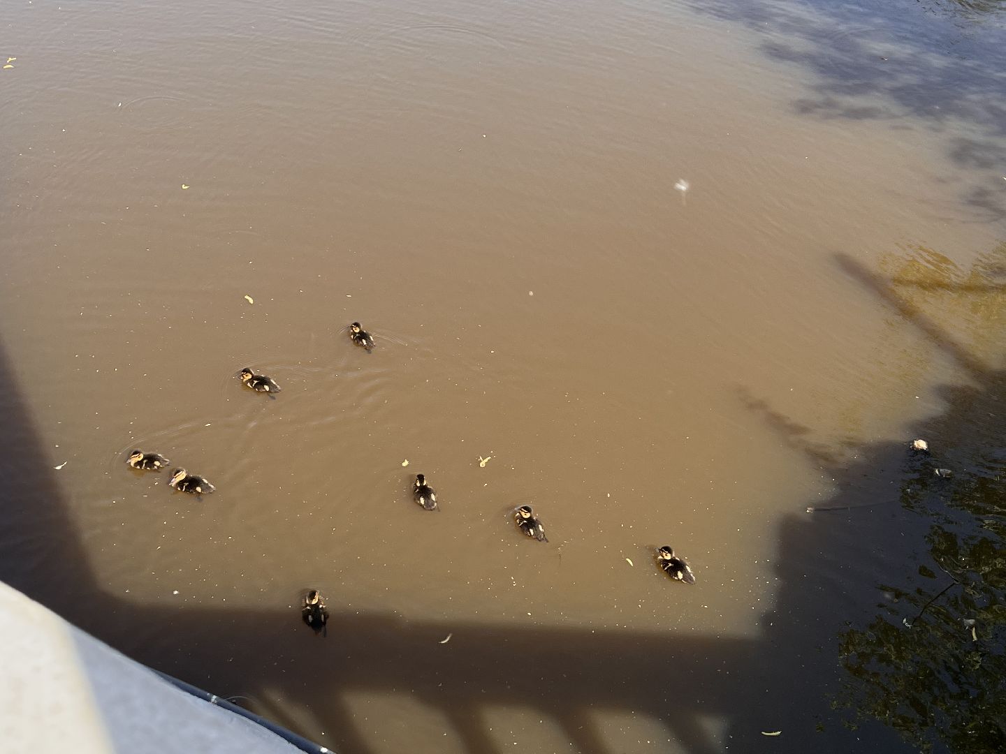 Шаховская, утята, речка