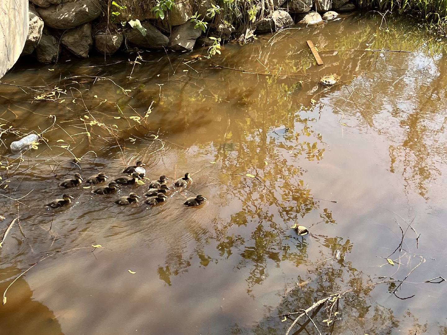 Шаховская, утята, речка