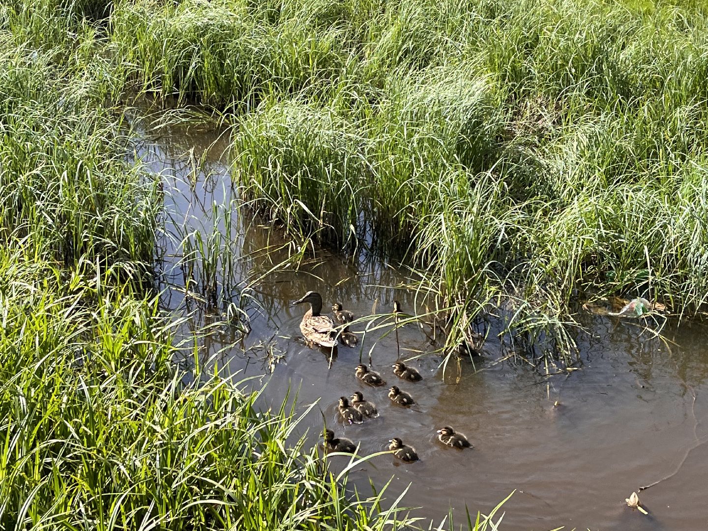 Шаховская, утята, речка