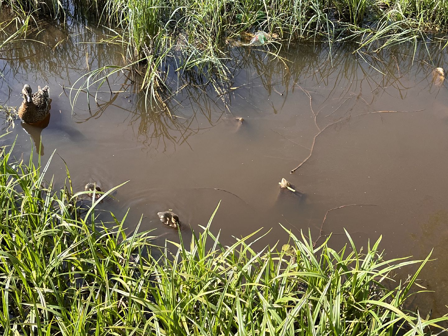 Шаховская, утята, речка
