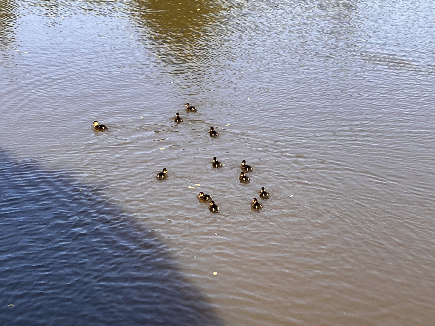 Шаховская, утята, речка