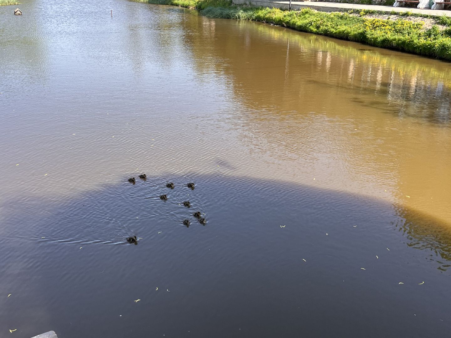 Шаховская, утята, речка