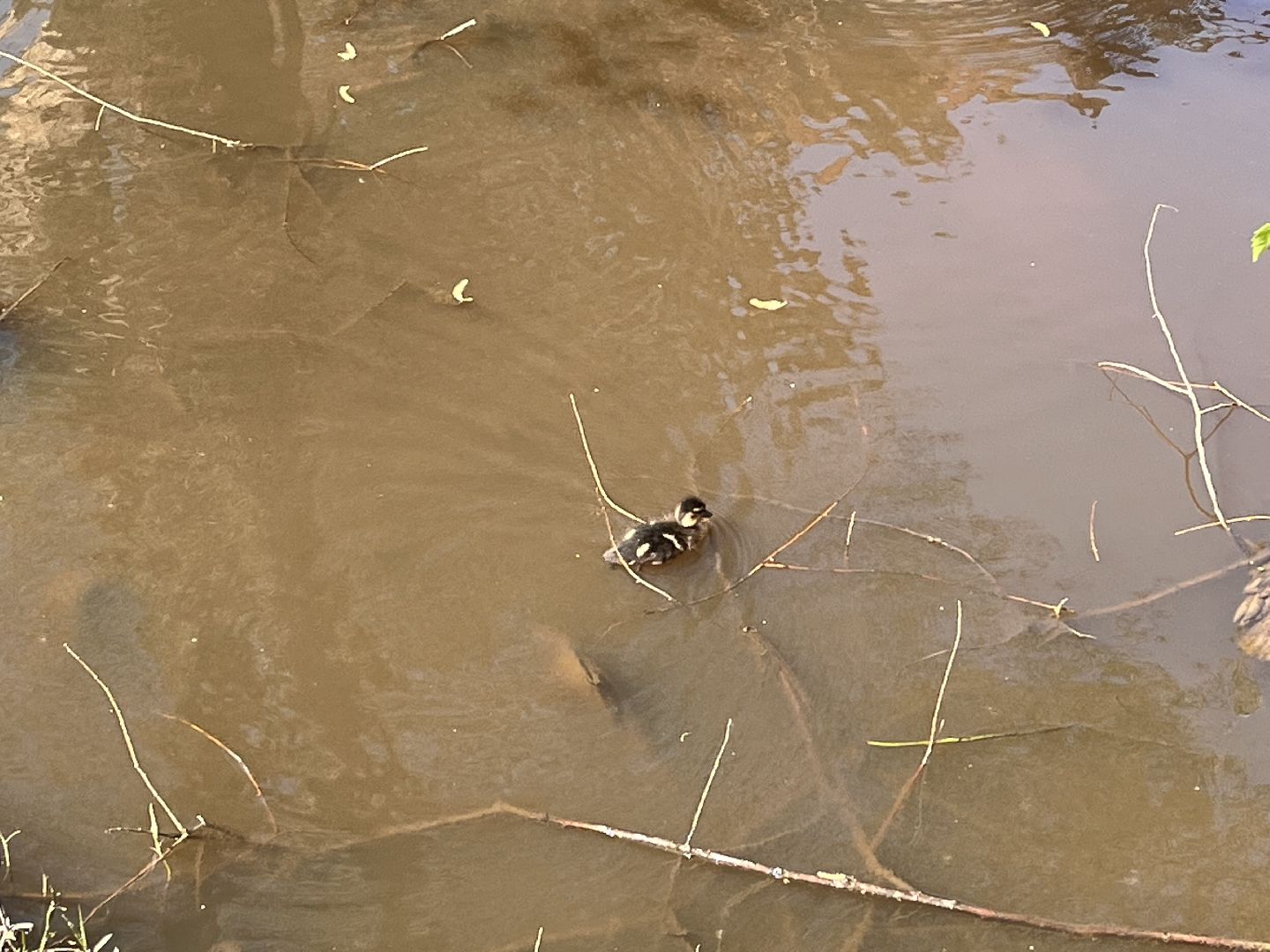 Шаховская, утята, речка