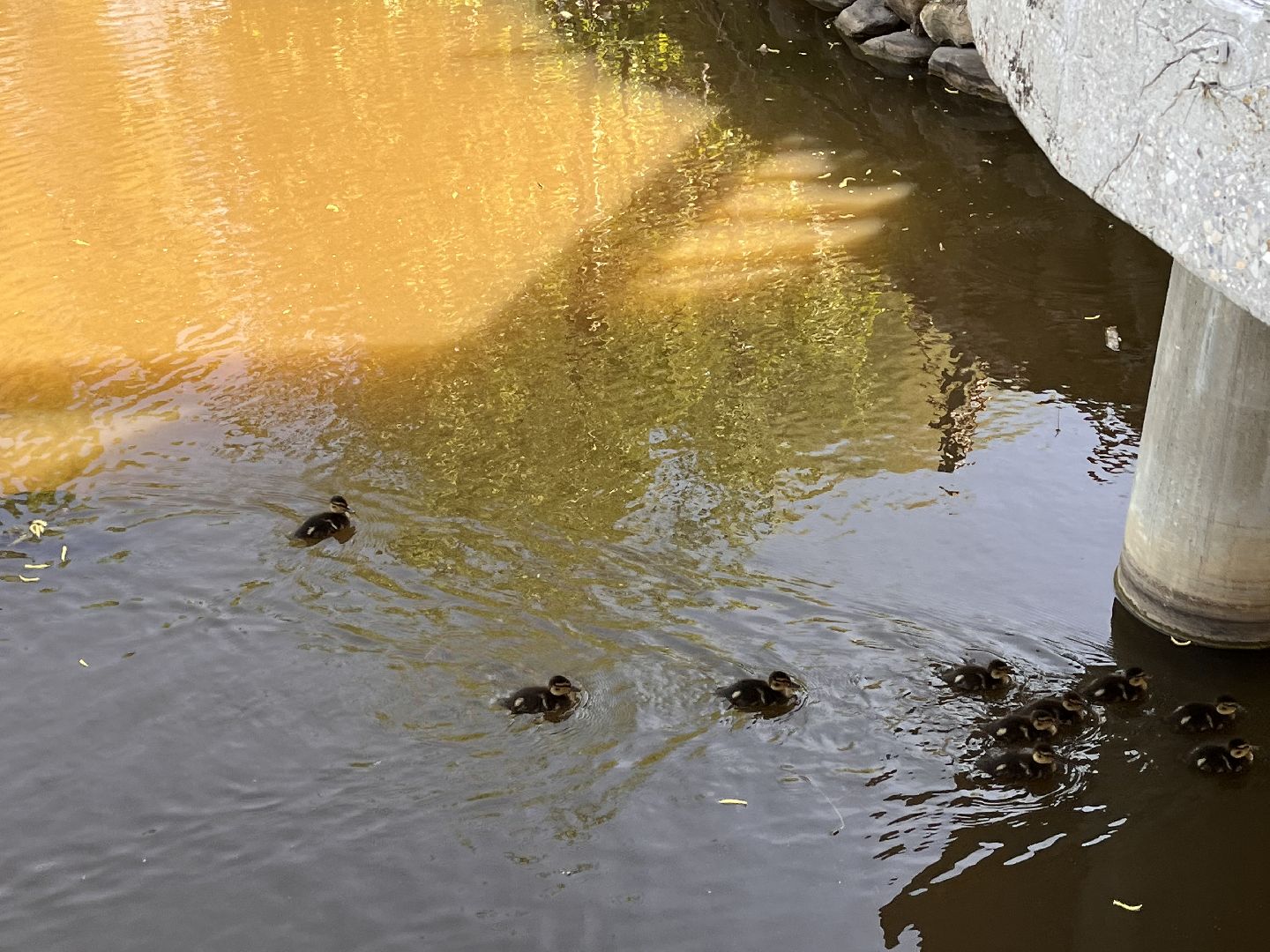 Шаховская, утята, речка